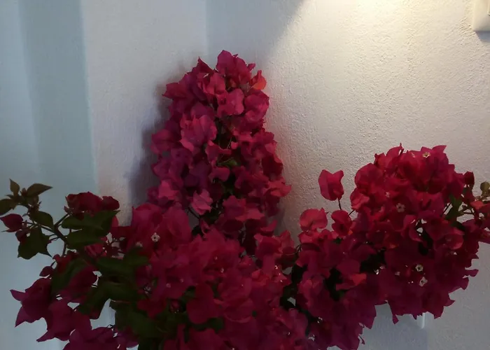 Aparthotel Despina's Mare 4*