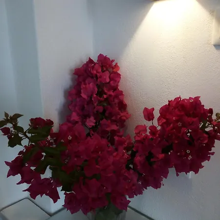 Aparthotel Despina's Mare 4*